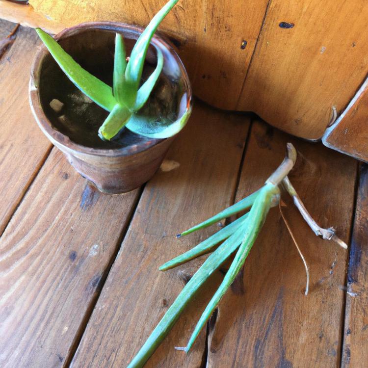 jak rozpoznać aloes leczniczy